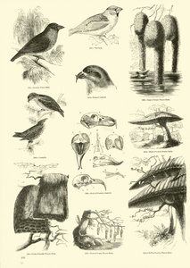 Página de The Pictorial Museum of Animated Nature