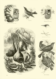 Página de The Pictorial Museum of Animated Nature