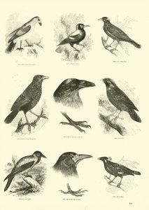 Página de The Pictorial Museum of Animated Nature