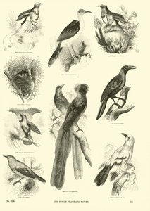 Página de The Pictorial Museum of Animated Nature