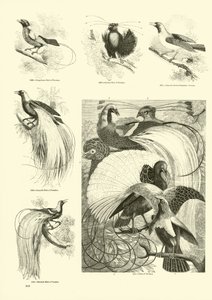 Página de The Pictorial Museum of Animated Nature