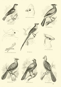 Página de The Pictorial Museum of Animated Nature