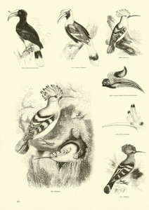 Página de The Pictorial Museum of Animated Nature