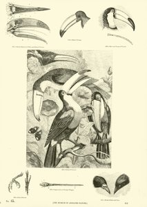 Página de The Pictorial Museum of Animated Nature
