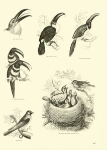 Página de The Pictorial Museum of Animated Nature