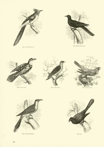 Página de The Pictorial Museum of Animated Nature