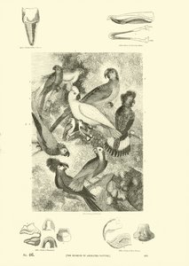 Página de The Pictorial Museum of Animated Nature
