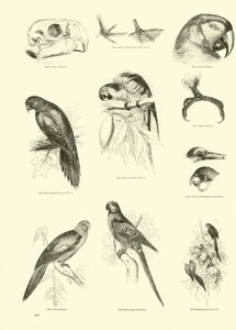 Página de The Pictorial Museum of Animated Nature