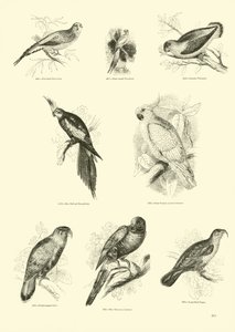 Página de The Pictorial Museum of Animated Nature