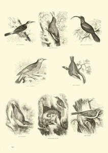 Página de The Pictorial Museum of Animated Nature