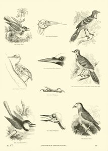 Página de The Pictorial Museum of Animated Nature de English School