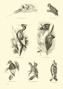 Página de The Pictorial Museum of Animated Nature