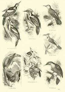 Página de The Pictorial Museum of Animated Nature