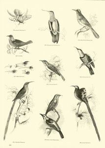 Página de The Pictorial Museum of Animated Nature