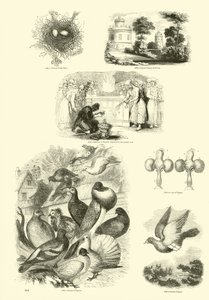 Página de The Pictorial Museum of Animated Nature