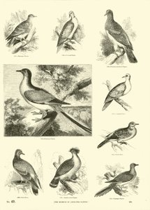 Página de The Pictorial Museum of Animated Nature