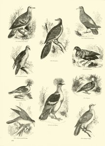Página de The Pictorial Museum of Animated Nature