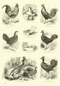 Página de The Pictorial Museum of Animated Nature
