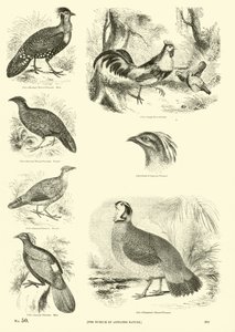 Página de The Pictorial Museum of Animated Nature