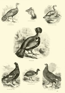 Página de The Pictorial Museum of Animated Nature