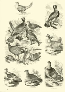 Página de The Pictorial Museum of Animated Nature