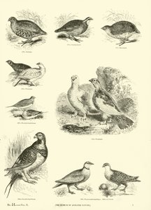 Página de The Pictorial Museum of Animated Nature