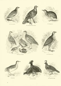 Página de The Pictorial Museum of Animated Nature