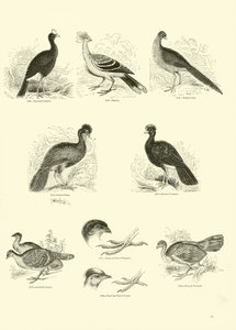 Página de The Pictorial Museum of Animated Nature de English School