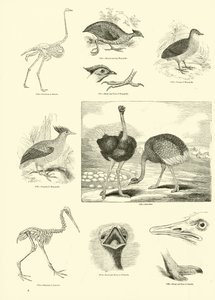 Página de The Pictorial Museum of Animated Nature de English School