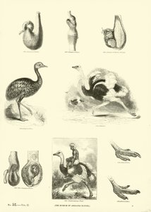 Página de The Pictorial Museum of Animated Nature