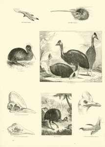 Página de The Pictorial Museum of Animated Nature