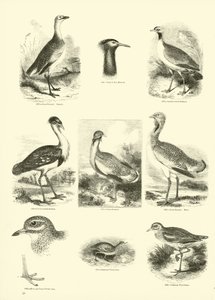 Página de The Pictorial Museum of Animated Nature