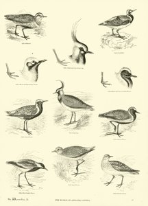 Página de The Pictorial Museum of Animated Nature