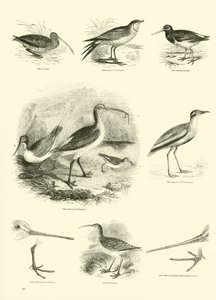Página de The Pictorial Museum of Animated Nature