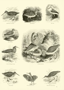 Página de The Pictorial Museum of Animated Nature