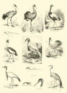 Página de The Pictorial Museum of Animated Nature