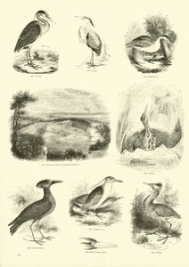 Página de The Pictorial Museum of Animated Nature