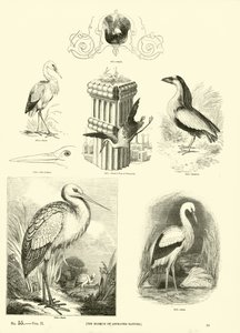 Página de The Pictorial Museum of Animated Nature