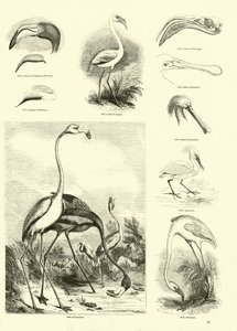 Página de The Pictorial Museum of Animated Nature