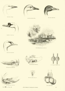 Página de The Pictorial Museum of Animated Nature de English School