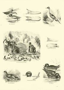 Página de The Pictorial Museum of Animated Nature