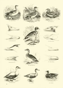 Página de The Pictorial Museum of Animated Nature