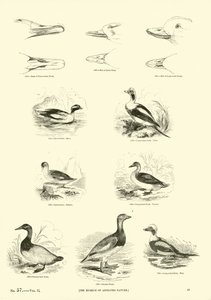 Página de The Pictorial Museum of Animated Nature
