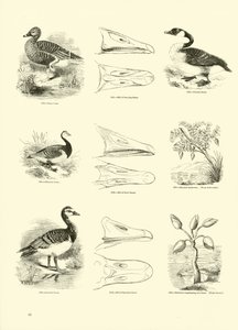 Página de The Pictorial Museum of Animated Nature