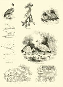 Página de The Pictorial Museum of Animated Nature