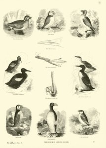 Página de The Pictorial Museum of Animated Nature