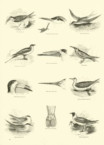 Página de The Pictorial Museum of Animated Nature