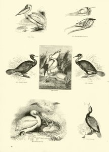 Página de The Pictorial Museum of Animated Nature