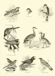 Página de The Pictorial Museum of Animated Nature