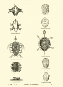 Página de The Pictorial Museum of Animated Nature